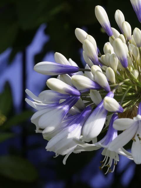 群生株　【アガパンサス】バイカラー（白・紫）