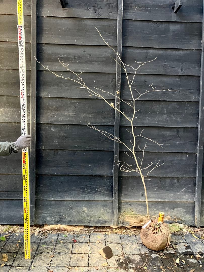 ともみ　500 山採り　マンサク