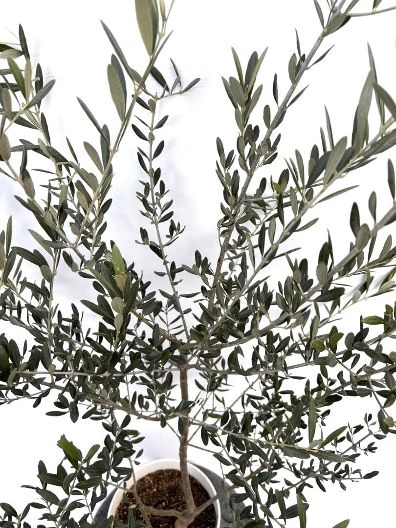 オリーブの木　タラスコア　7号　約120cm　K-298　希少品種　現品掲載