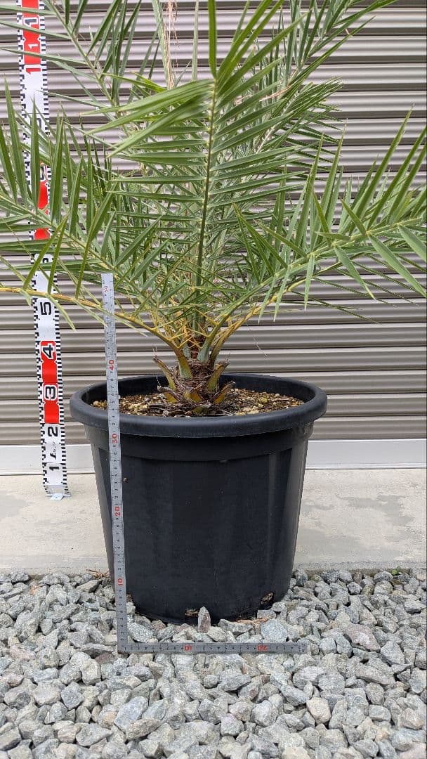 シルバーデーツパーム　シルベストリス　大苗　ヤシ