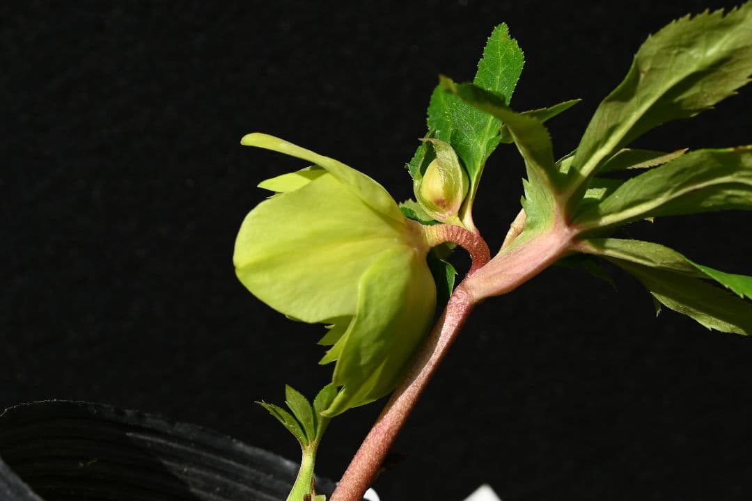 クリスマスローズ　初出品 グロッシーメロンゴールド　加藤農園