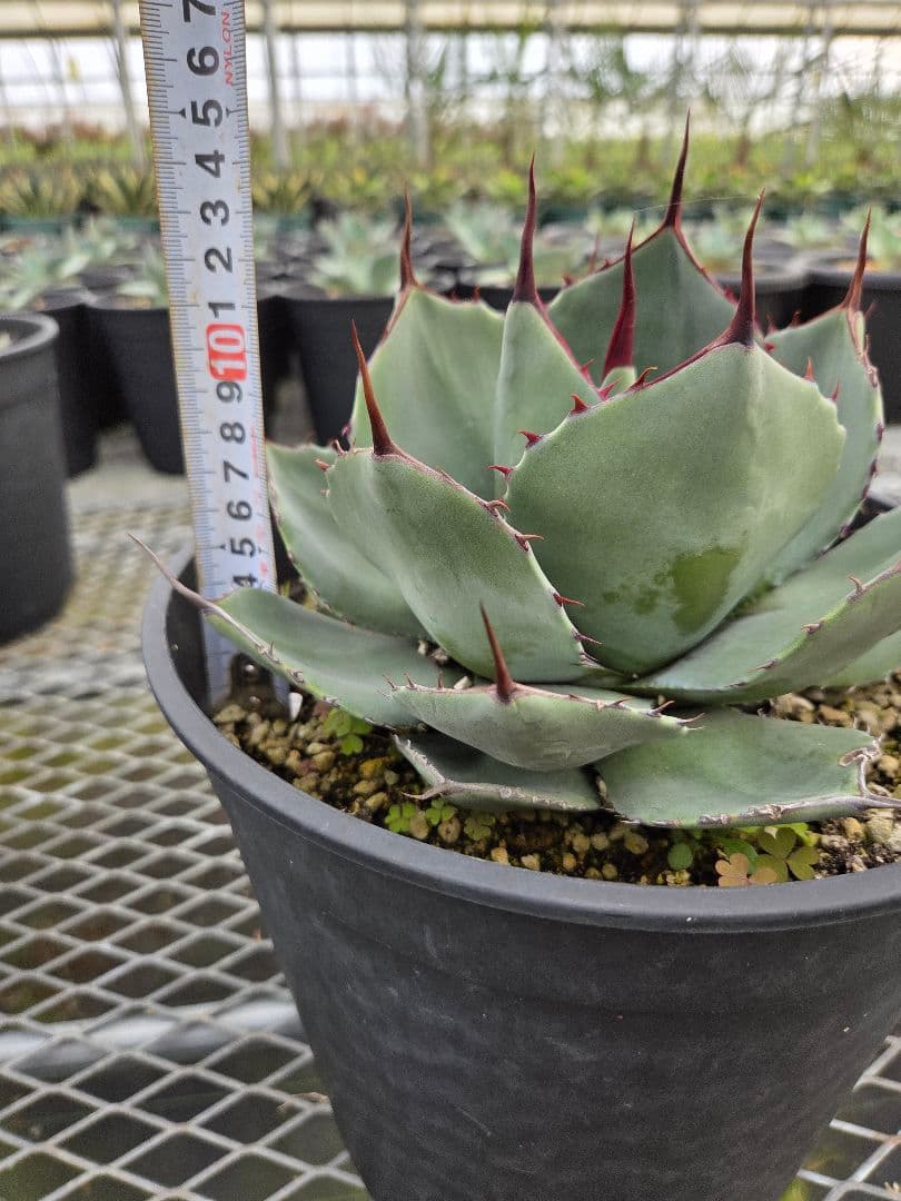 コジマウス　パリートランカータ