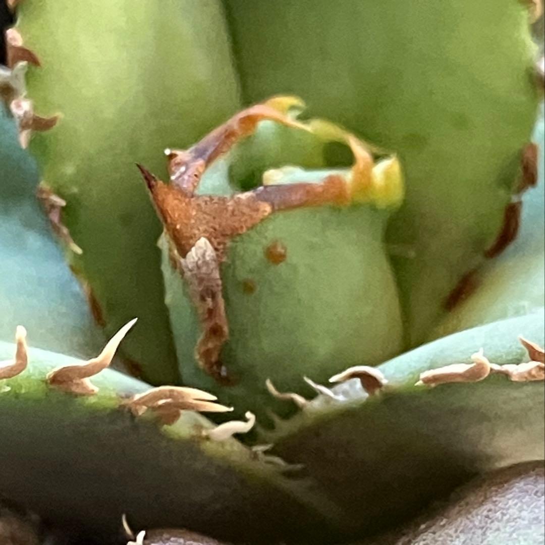 サービス品【鉢ごと発送】活着　ぶつぶつ　アガベ　鰐亀　ワニガメ　TC 上澳園芸
