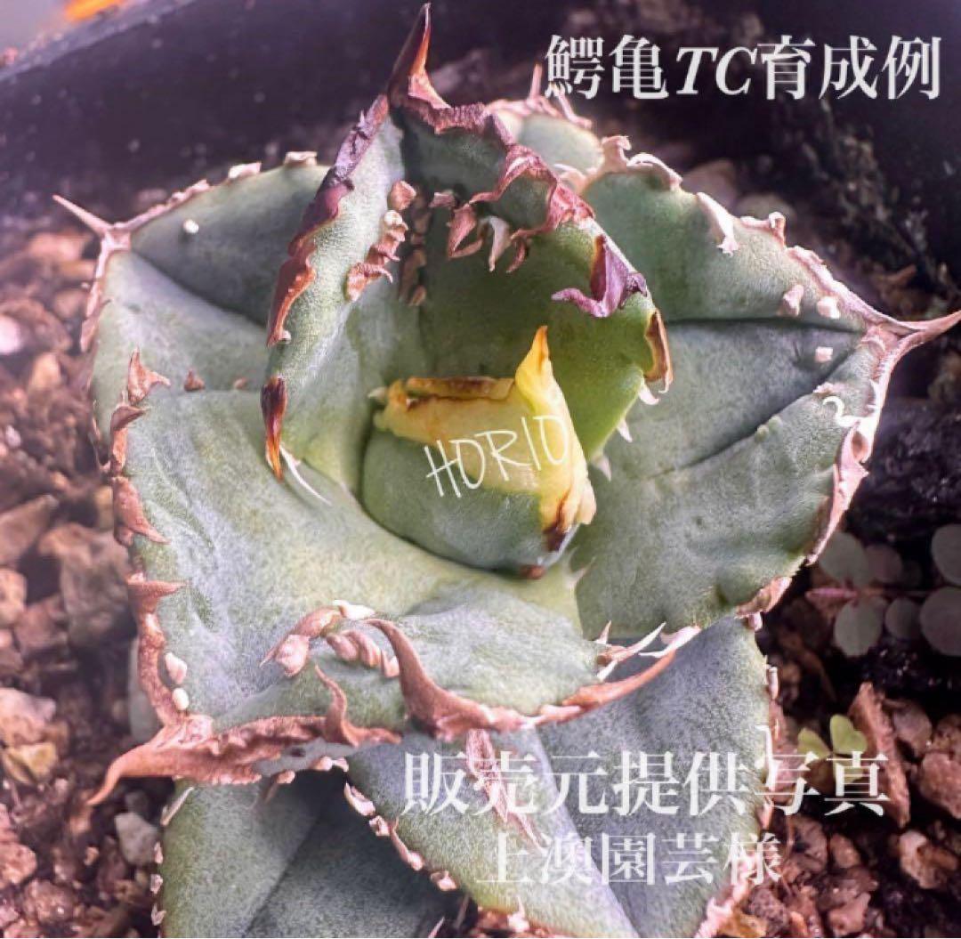 サービス品【鉢ごと発送】活着　ぶつぶつ　アガベ　鰐亀　ワニガメ　TC 上澳園芸