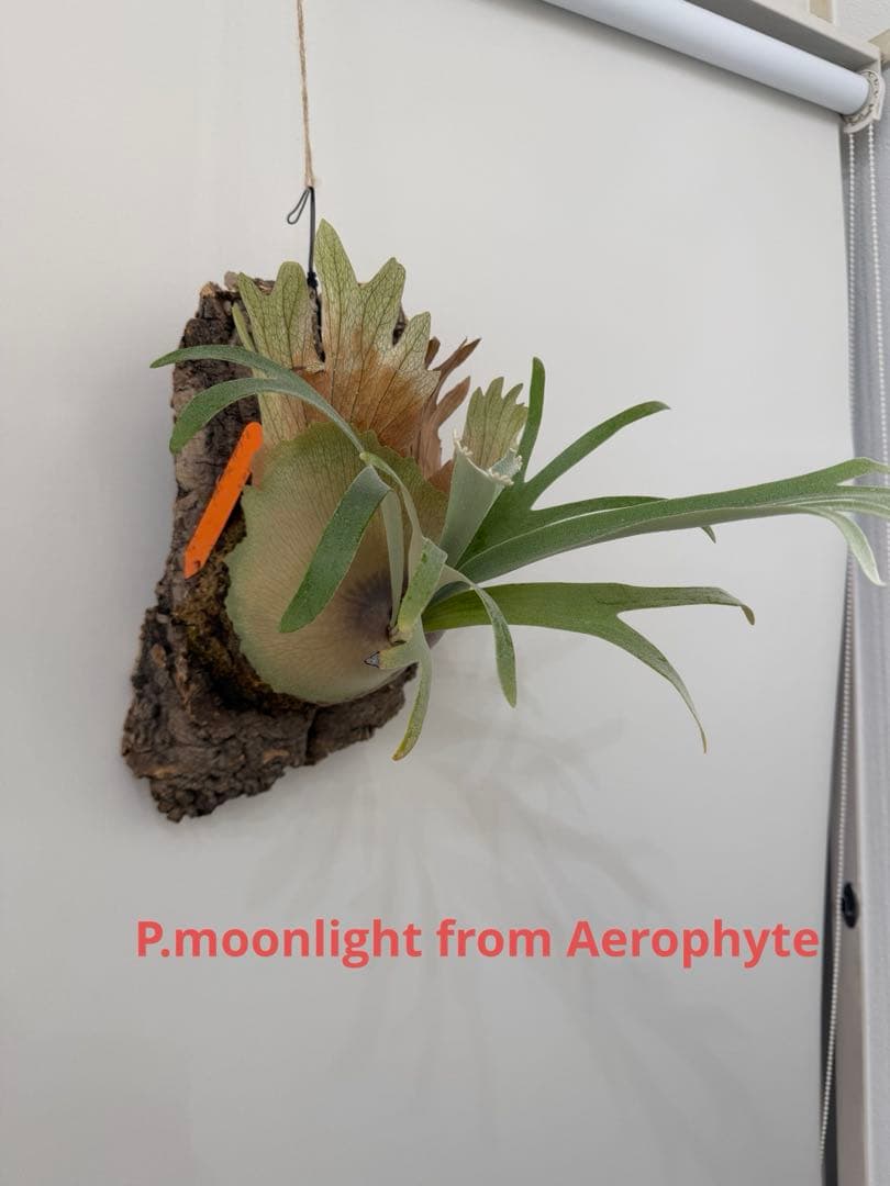 ビカクシダ P.moonlight from Aerophyte