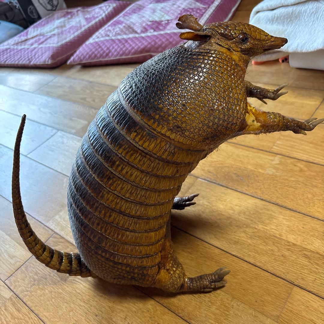 アルマジロ剥製
