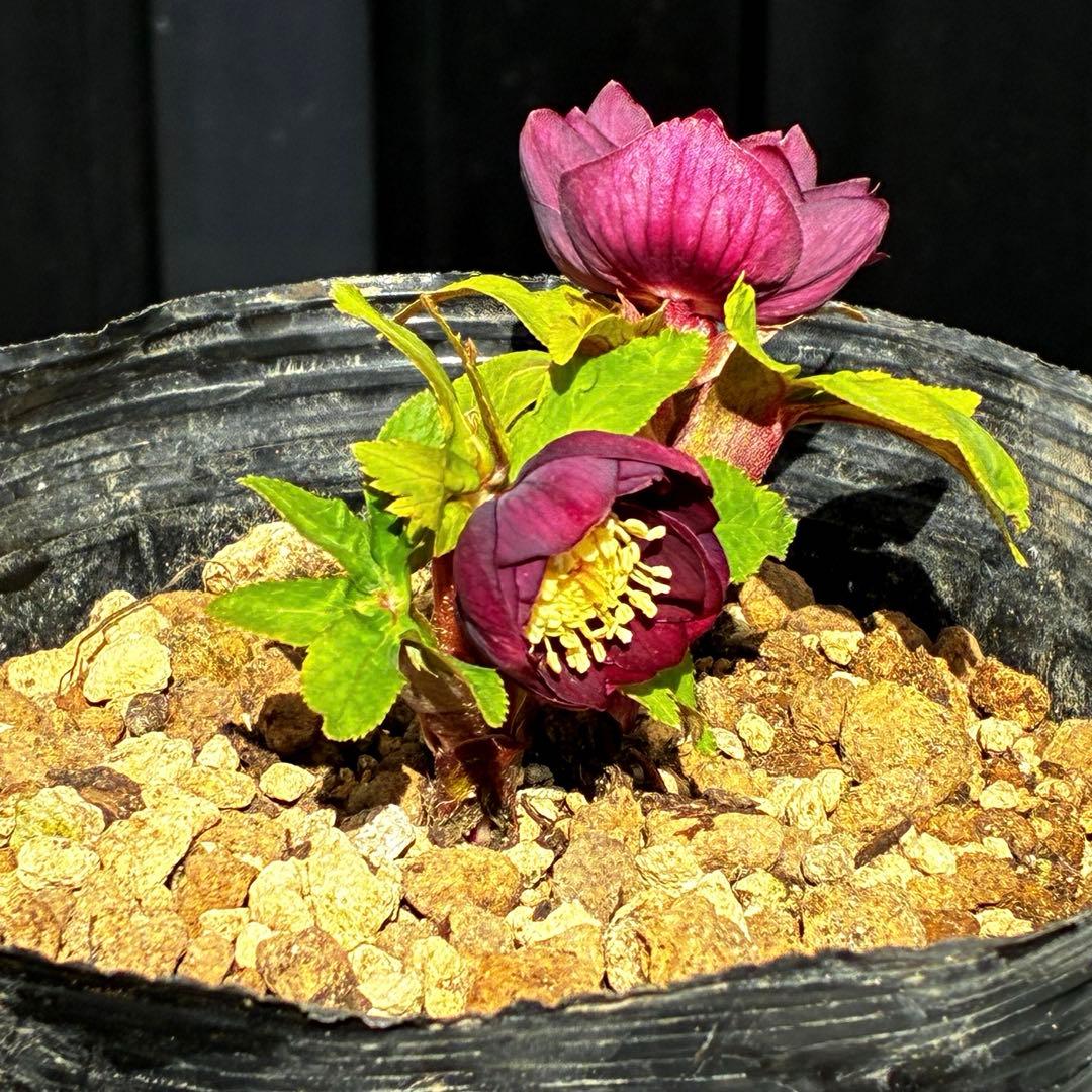 ラ*ク様 3498☘️蕾花付き☘️極上☘️⭐️コロコロ小輪⭐️紅赤オーレア⭐️コ