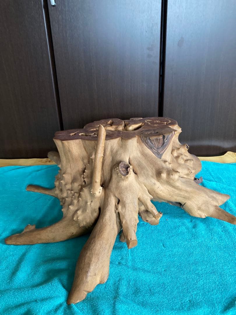 輪切　サビタ根　オブジェ