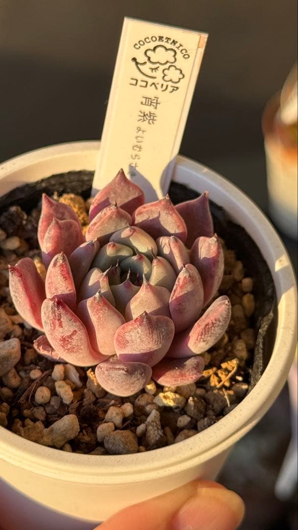 多肉植物　ココベリア命名苗　宵紫　札付き　メルカリ便