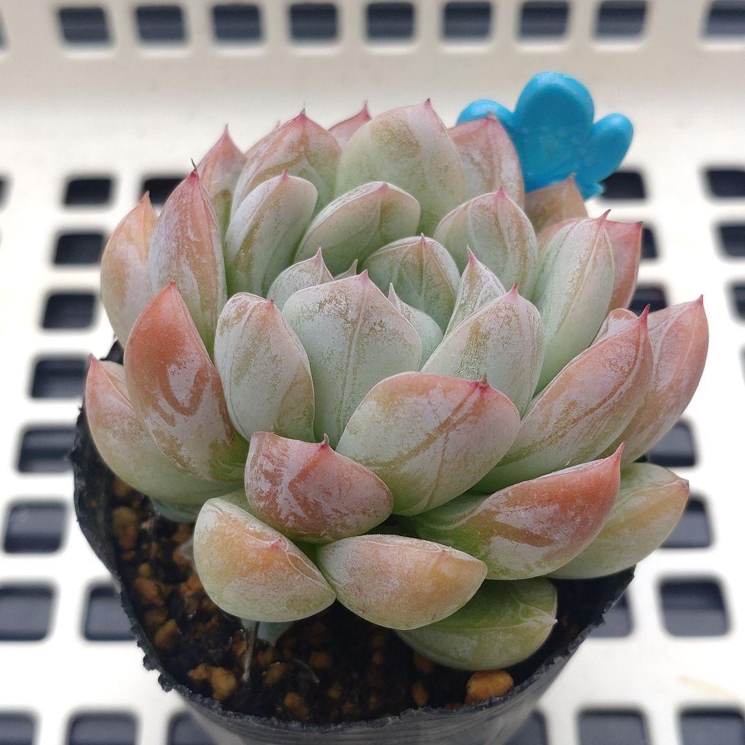 多肉　エルサ　③　抜き苗