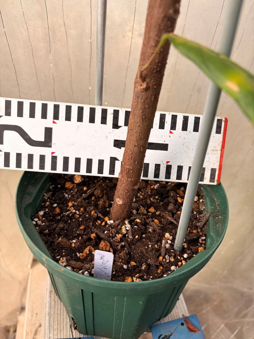 大株カカオ苗 ナシオナル(アリバ)種 取り木苗