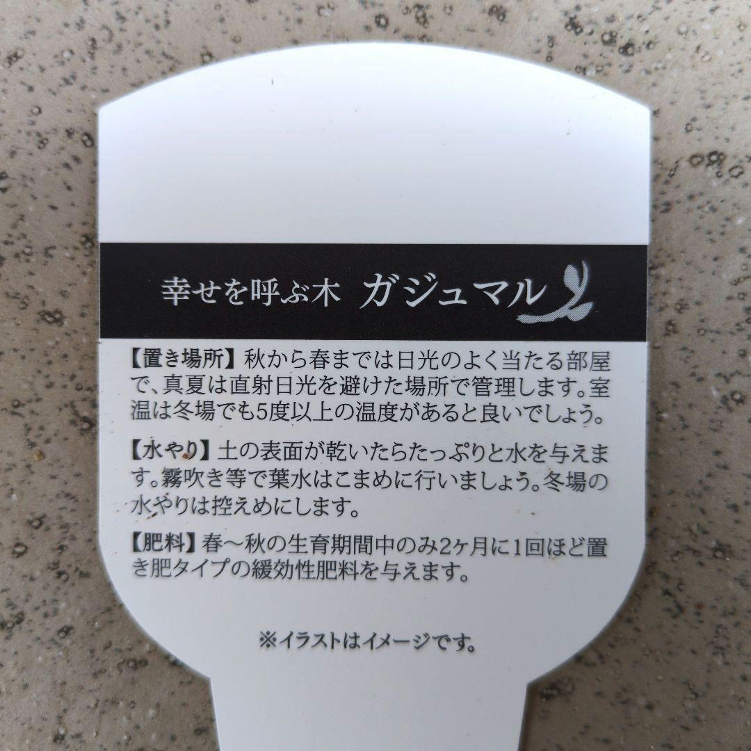 観葉植物　台湾ガジュマル　盆栽仕立て　S字仕立て　接ぎ木　昇り龍　曲がり　７号鉢