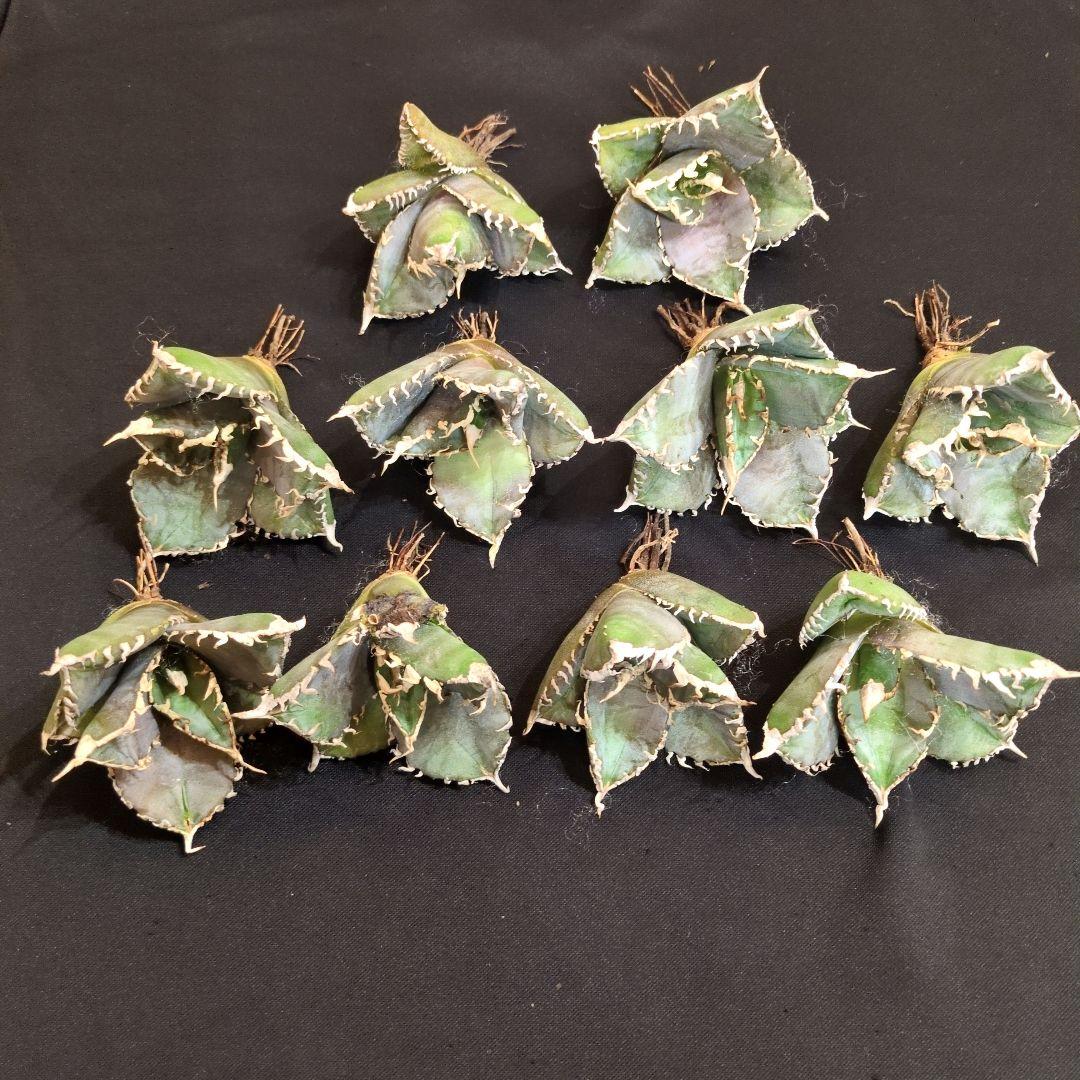 T*n様 アガベ 金剛 10株セット　チタノタ　白鯨　オテロイ　姫厳竜　シーザー