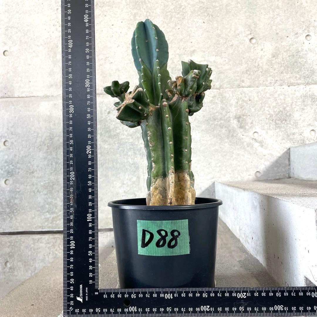 【鉢植え・送料込】柱サボテン ヌーダム (トゲ無し) ブランチ 沖縄育ち