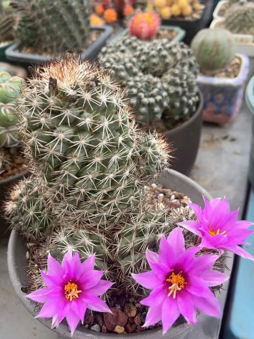 【一点物】‼️実生 コレクション ミラリア白刺蓬莱宮 特選大株 花サボテン