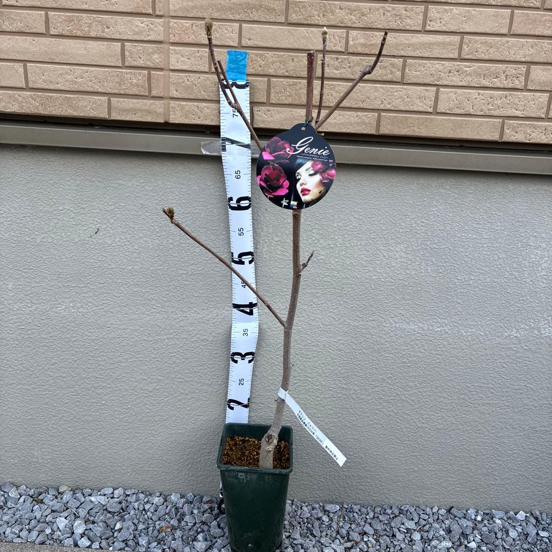 ハイブリッドモクレン ジェニー 苗木