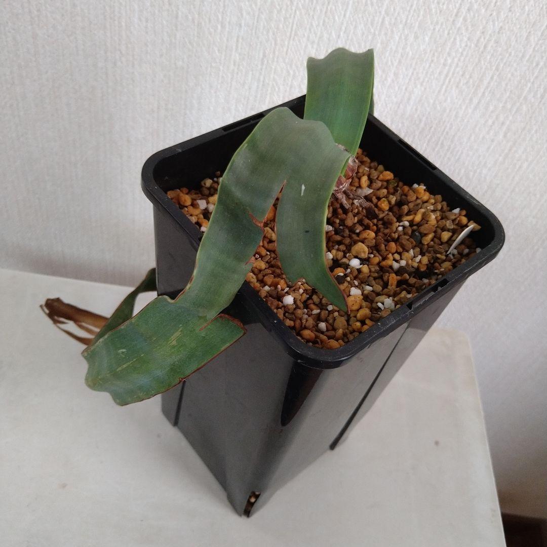 訳あり価格 奇想天外 Welwitschia Mirabilis