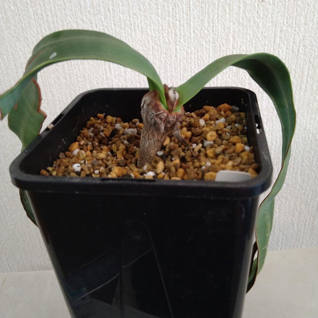 訳あり価格 奇想天外 Welwitschia Mirabilis