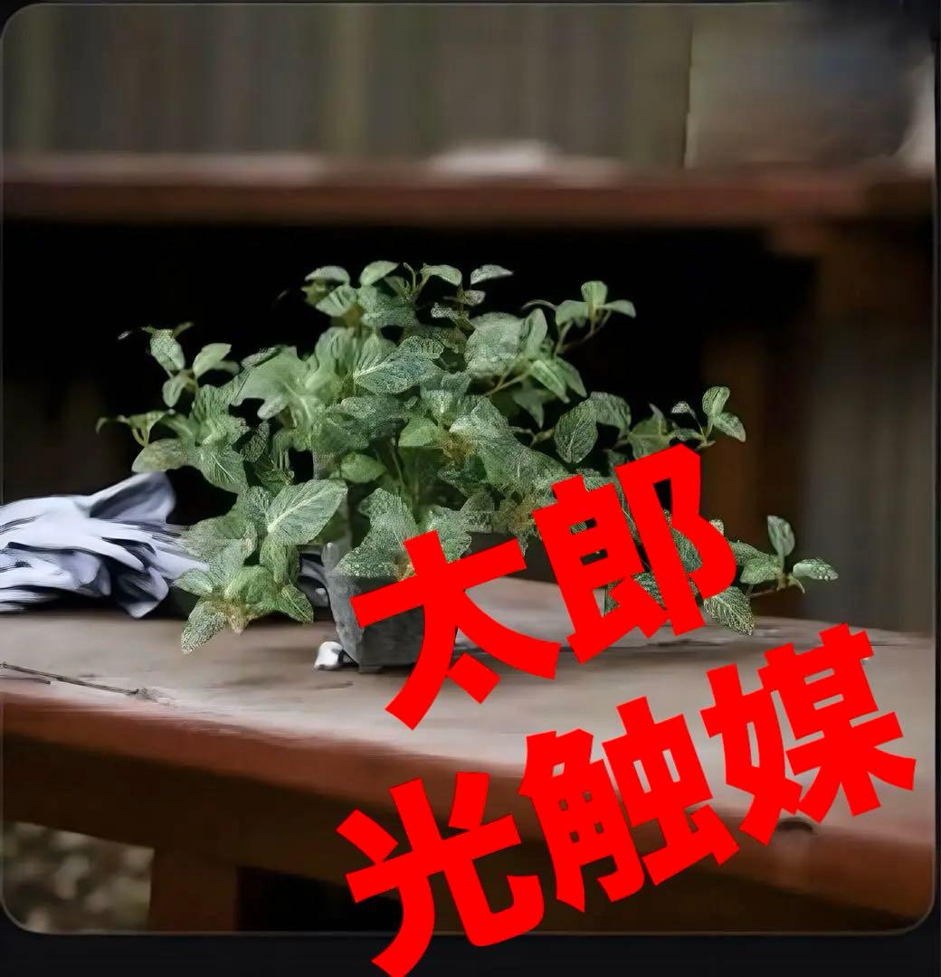 光触媒　人工観葉植物　フェイクグリーン　フィットニアハンギング 25cm