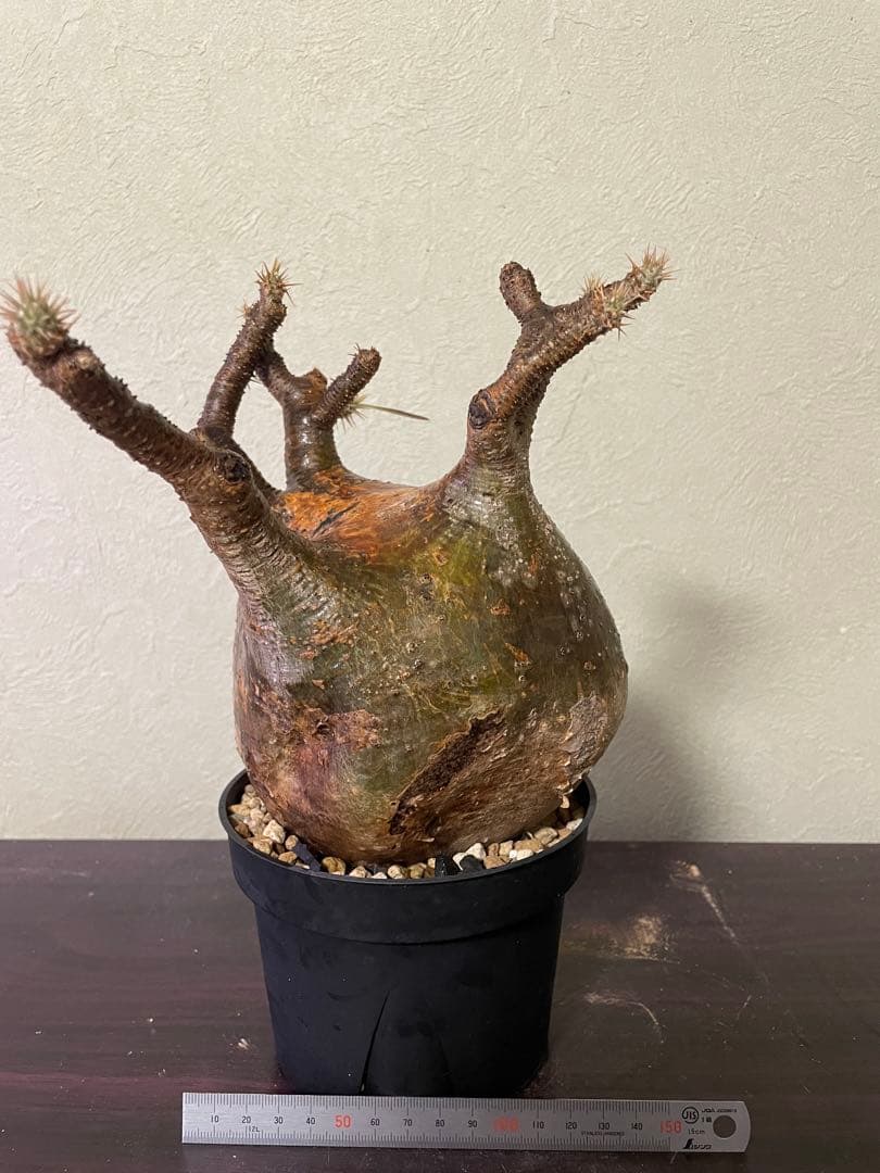 グラキリス　現地球　コーデック　塊根