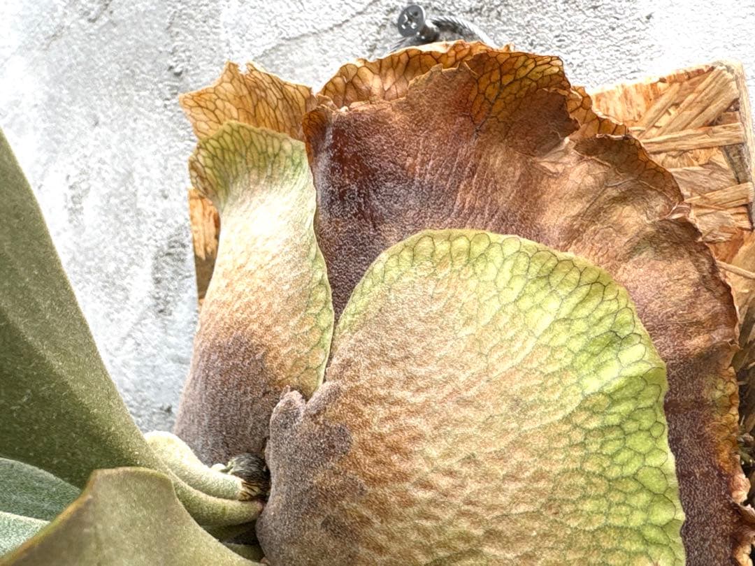 【ビカクシダ・ホワイトホーク】