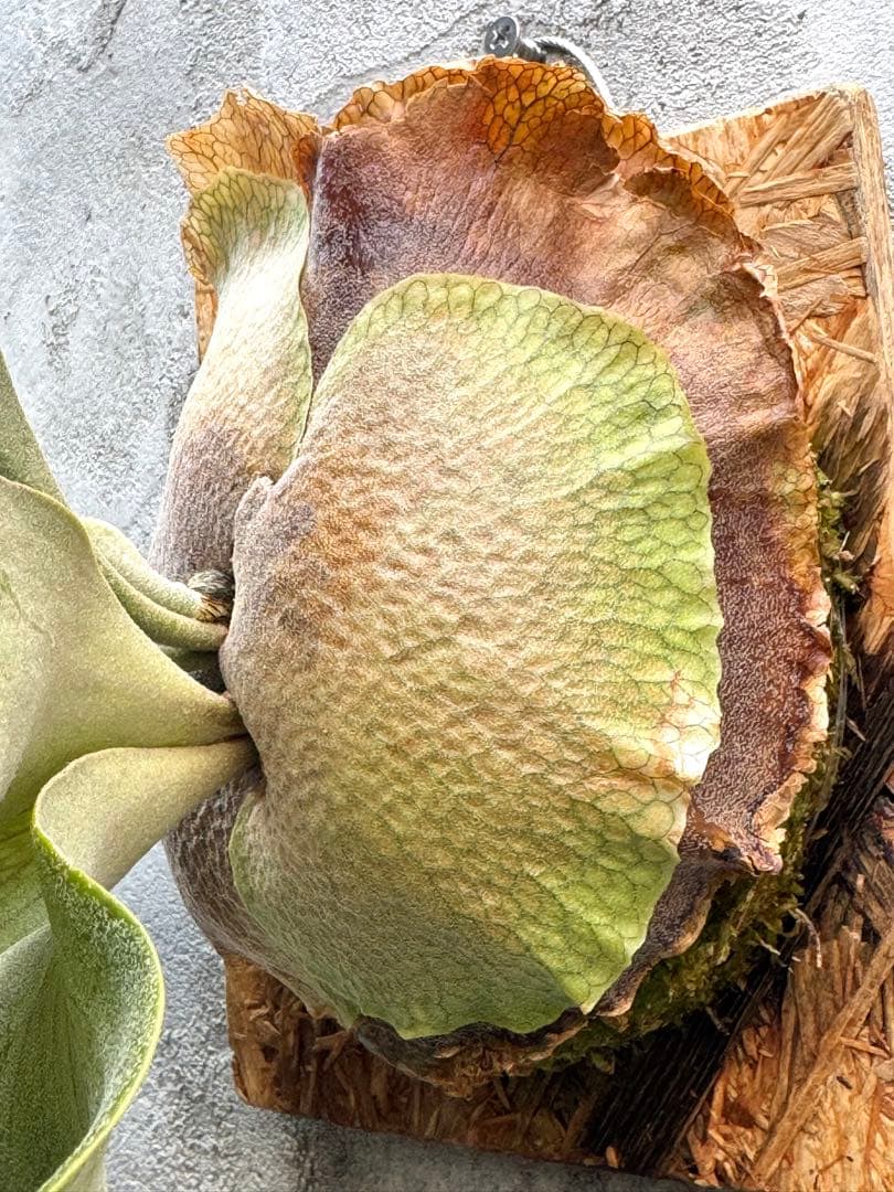 【ビカクシダ・ホワイトホーク】