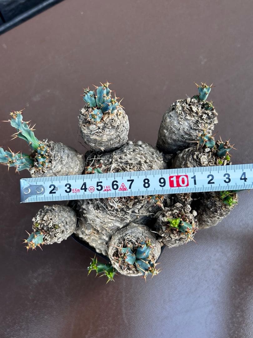 【発根済】ユーフォルビア クラビゲラ 現地球