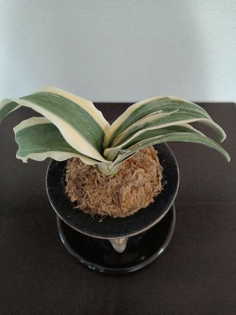 万年青「御国の光」