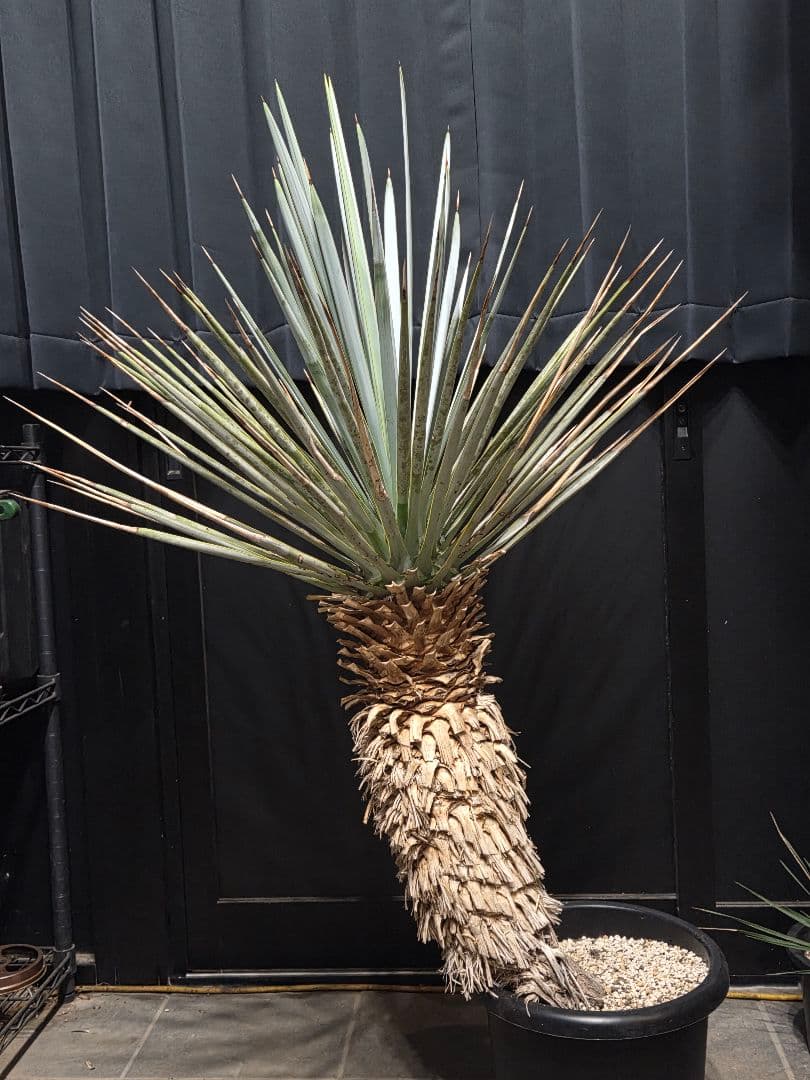 ユッカリギダ 太株 (へ) 曲がり株 子株付き