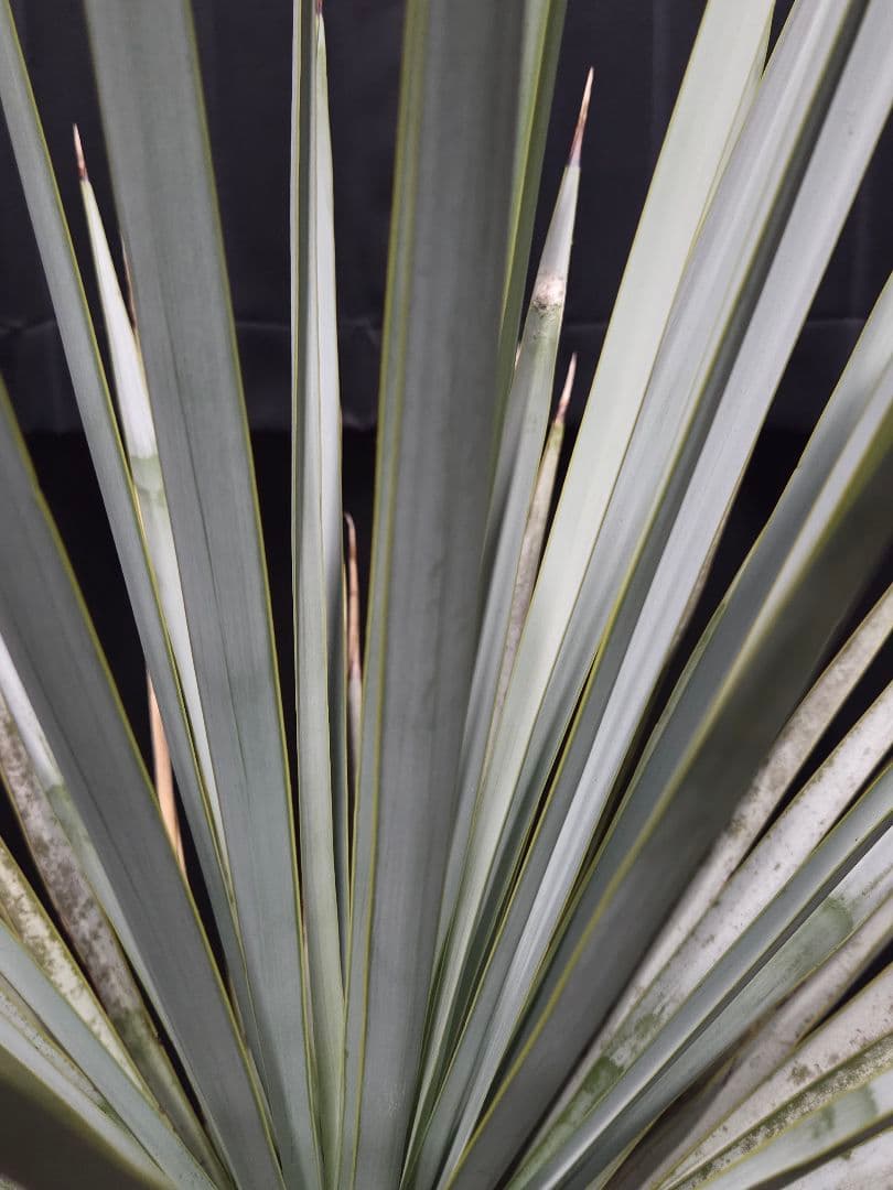 ユッカリギダ 太株 (へ) 曲がり株 子株付き