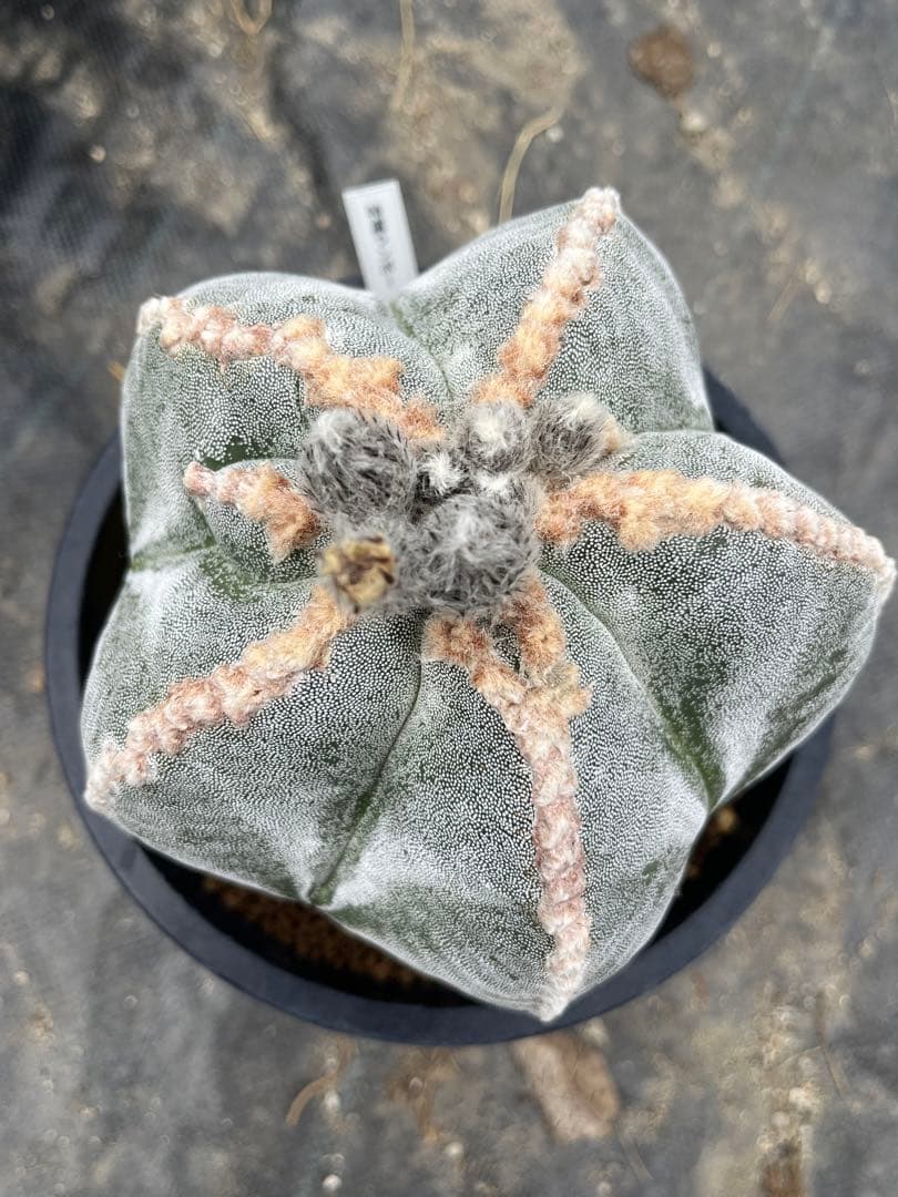 ランポー　実生　サボテン