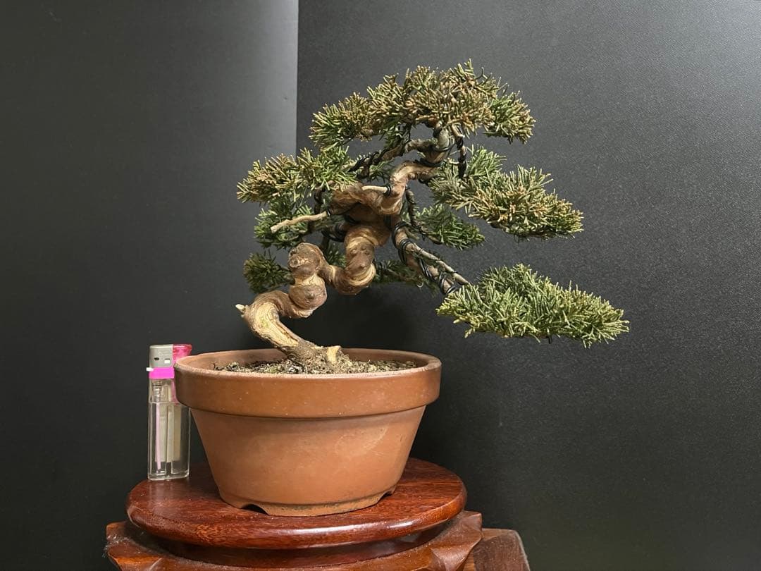 真柏盆栽　糸魚川真柏　捻転シャリ幹　小品盆栽　樹高15.5cm 幹模様良い　素材