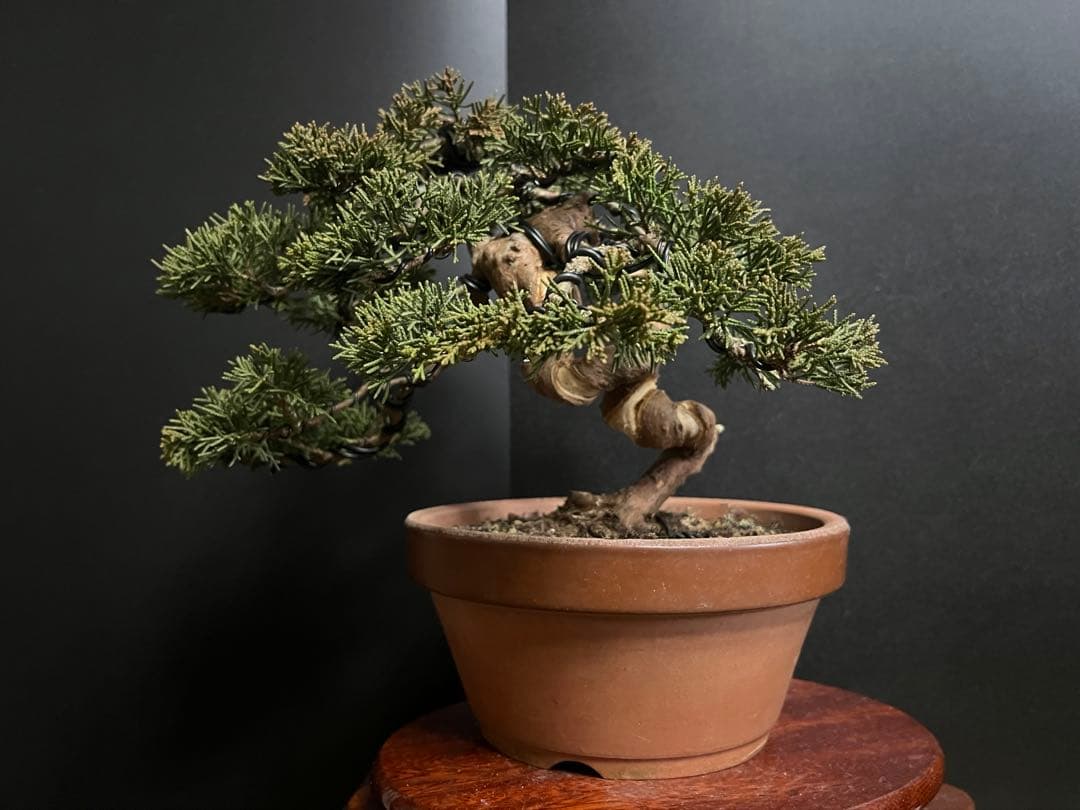 真柏盆栽　糸魚川真柏　捻転シャリ幹　小品盆栽　樹高15.5cm 幹模様良い　素材