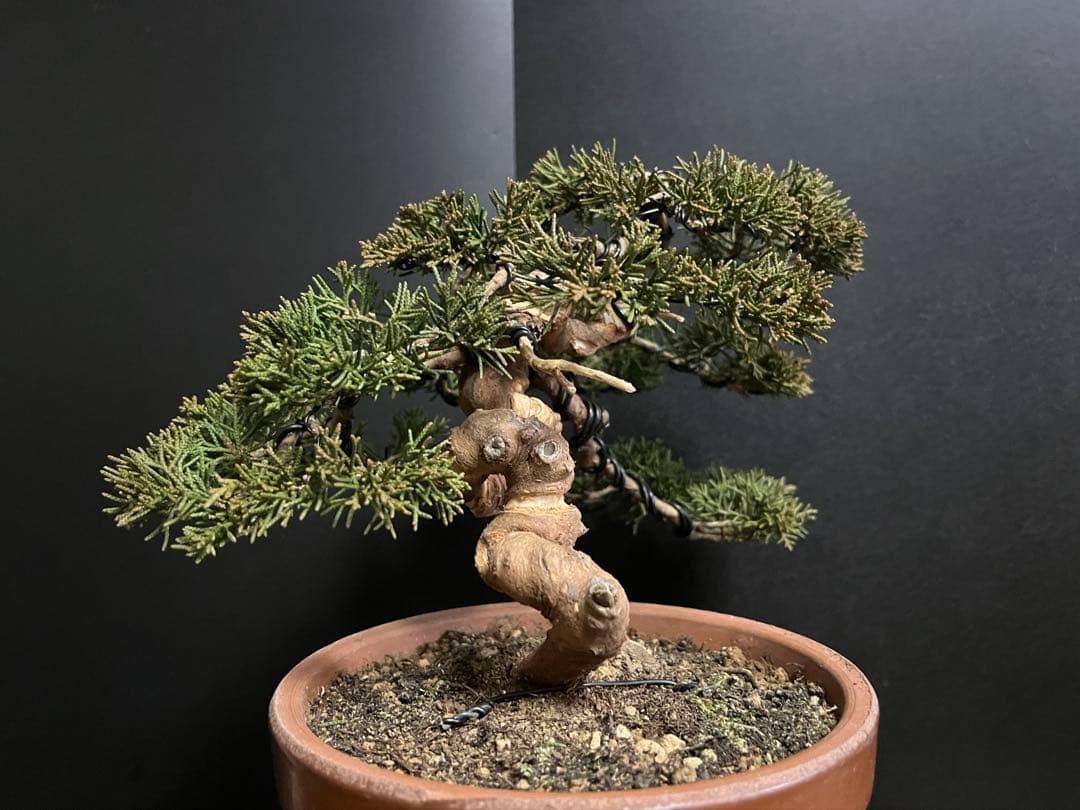 真柏盆栽　糸魚川真柏　捻転シャリ幹　小品盆栽　樹高15.5cm 幹模様良い　素材