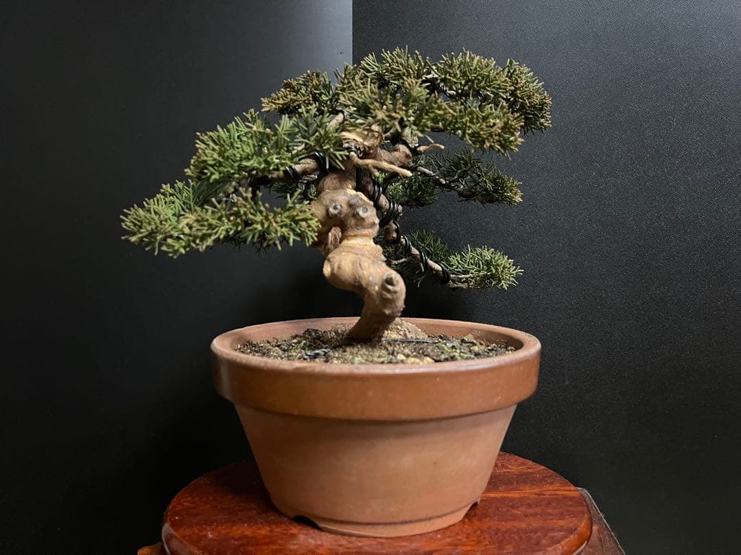 真柏盆栽　糸魚川真柏　捻転シャリ幹　小品盆栽　樹高15.5cm 幹模様良い　素材