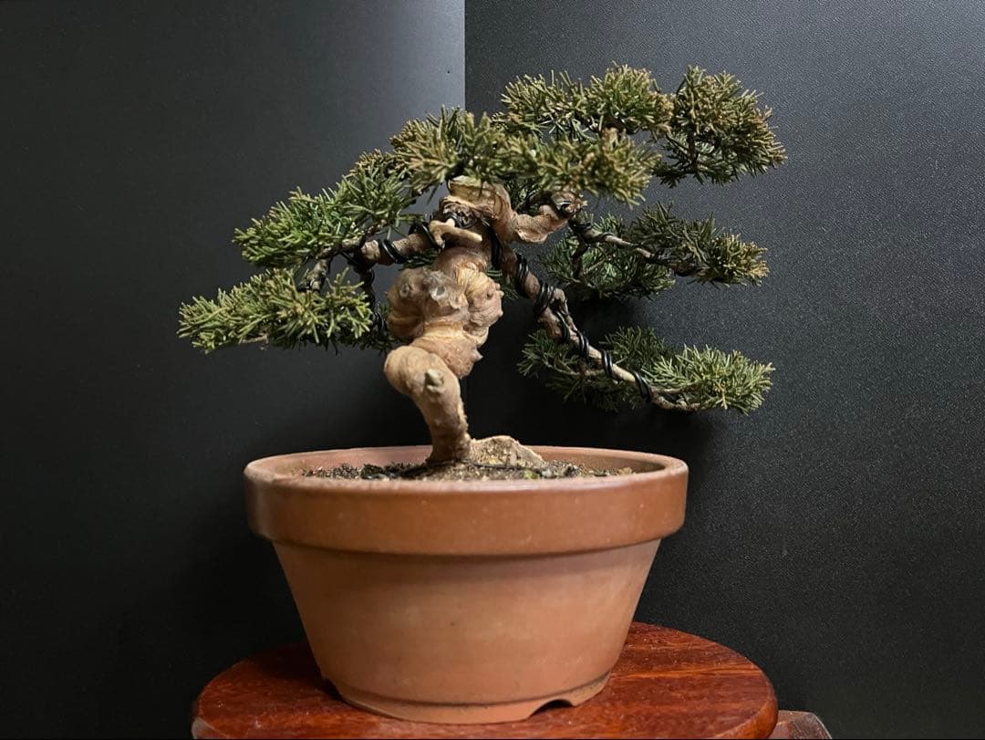 真柏盆栽　糸魚川真柏　捻転シャリ幹　小品盆栽　樹高15.5cm 幹模様良い　素材