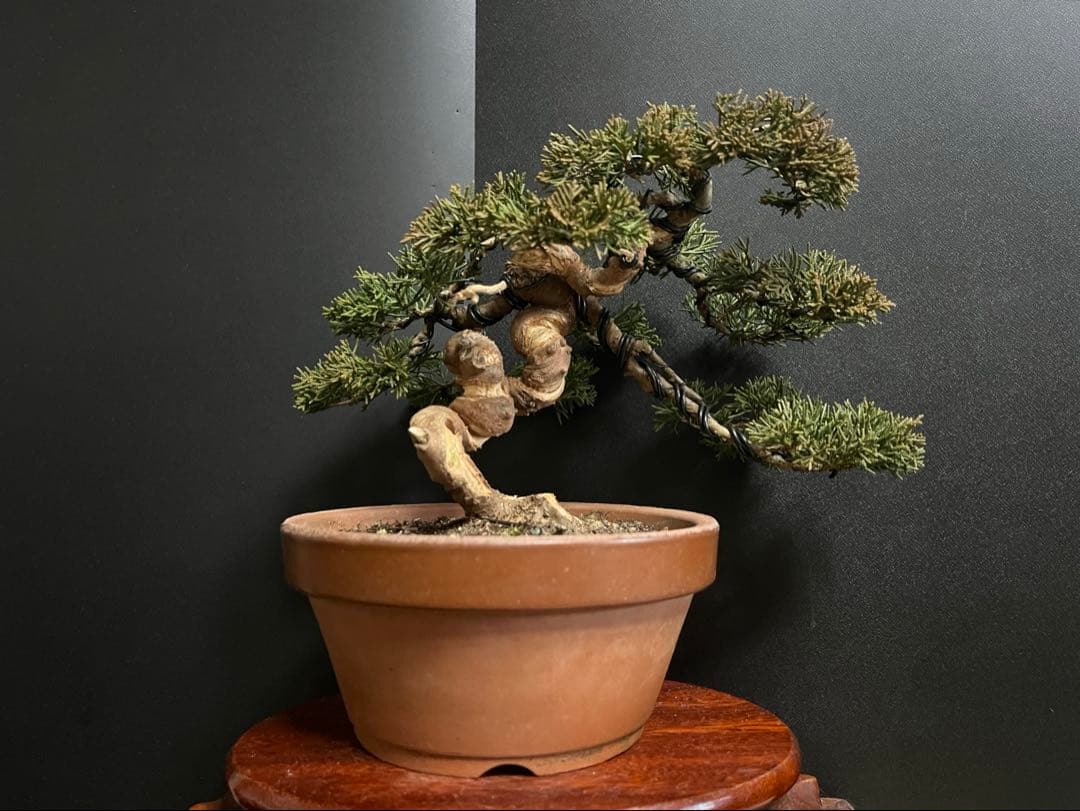 真柏盆栽　糸魚川真柏　捻転シャリ幹　小品盆栽　樹高15.5cm 幹模様良い　素材