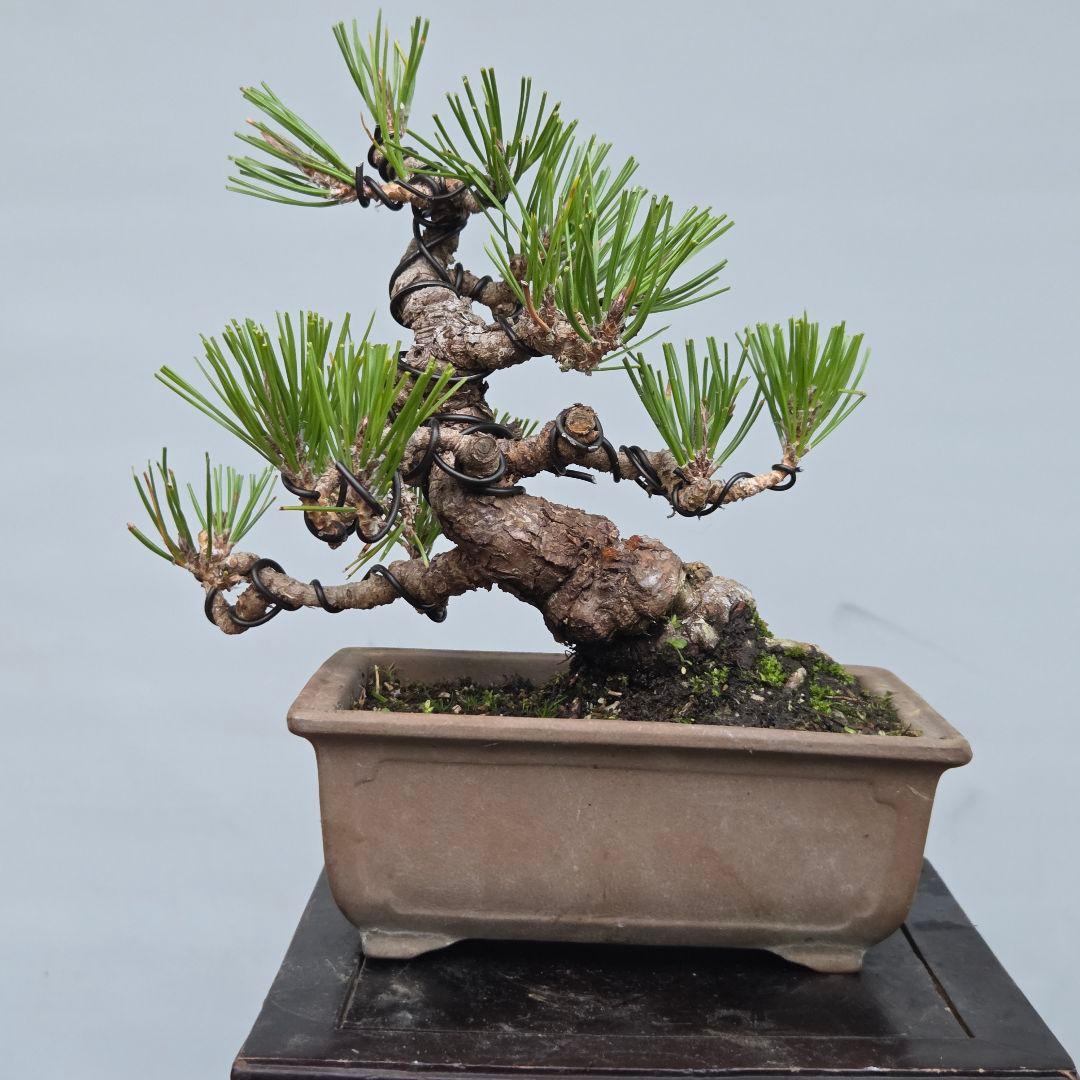 黒松　[模様木]　小品盆栽素材