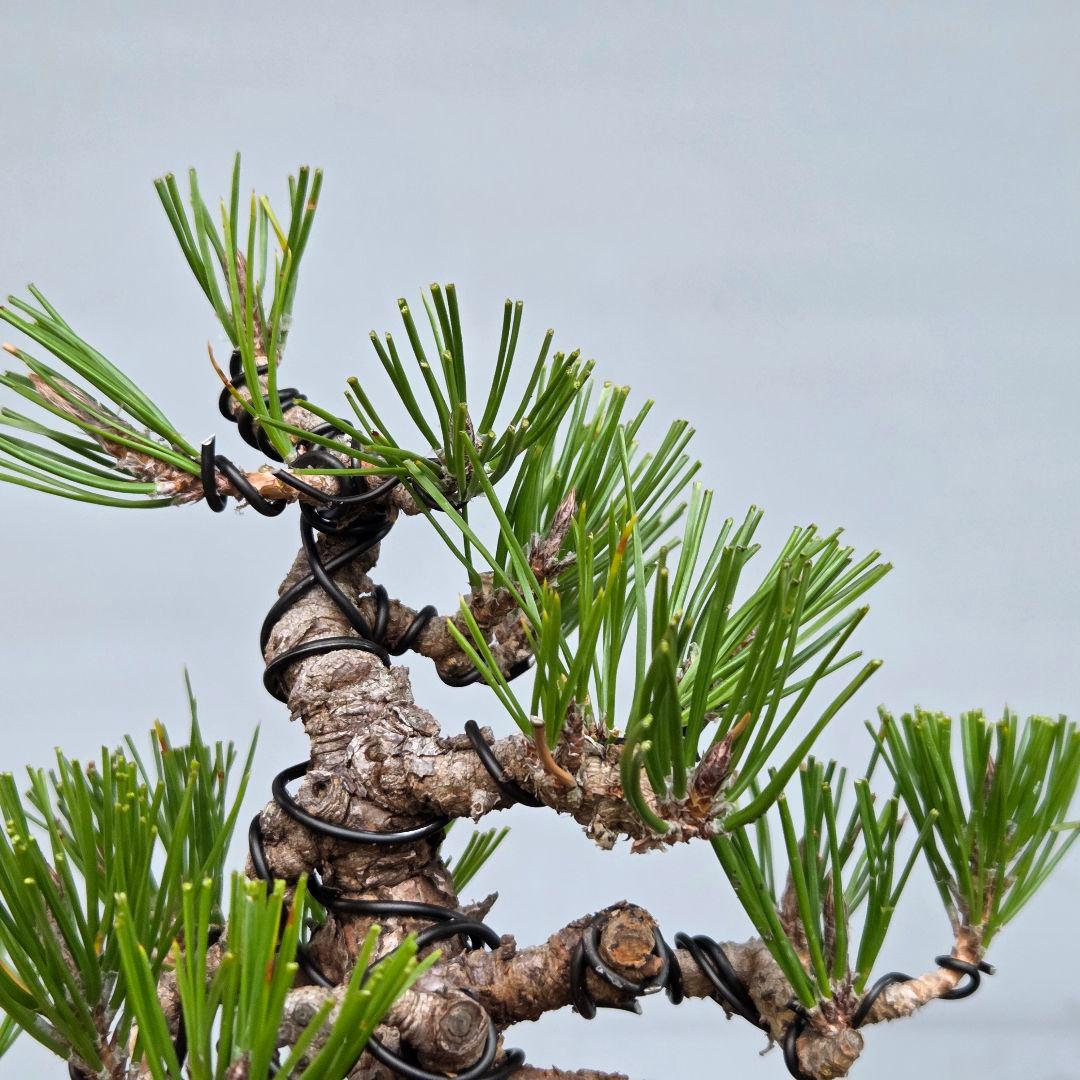 黒松　[模様木]　小品盆栽素材