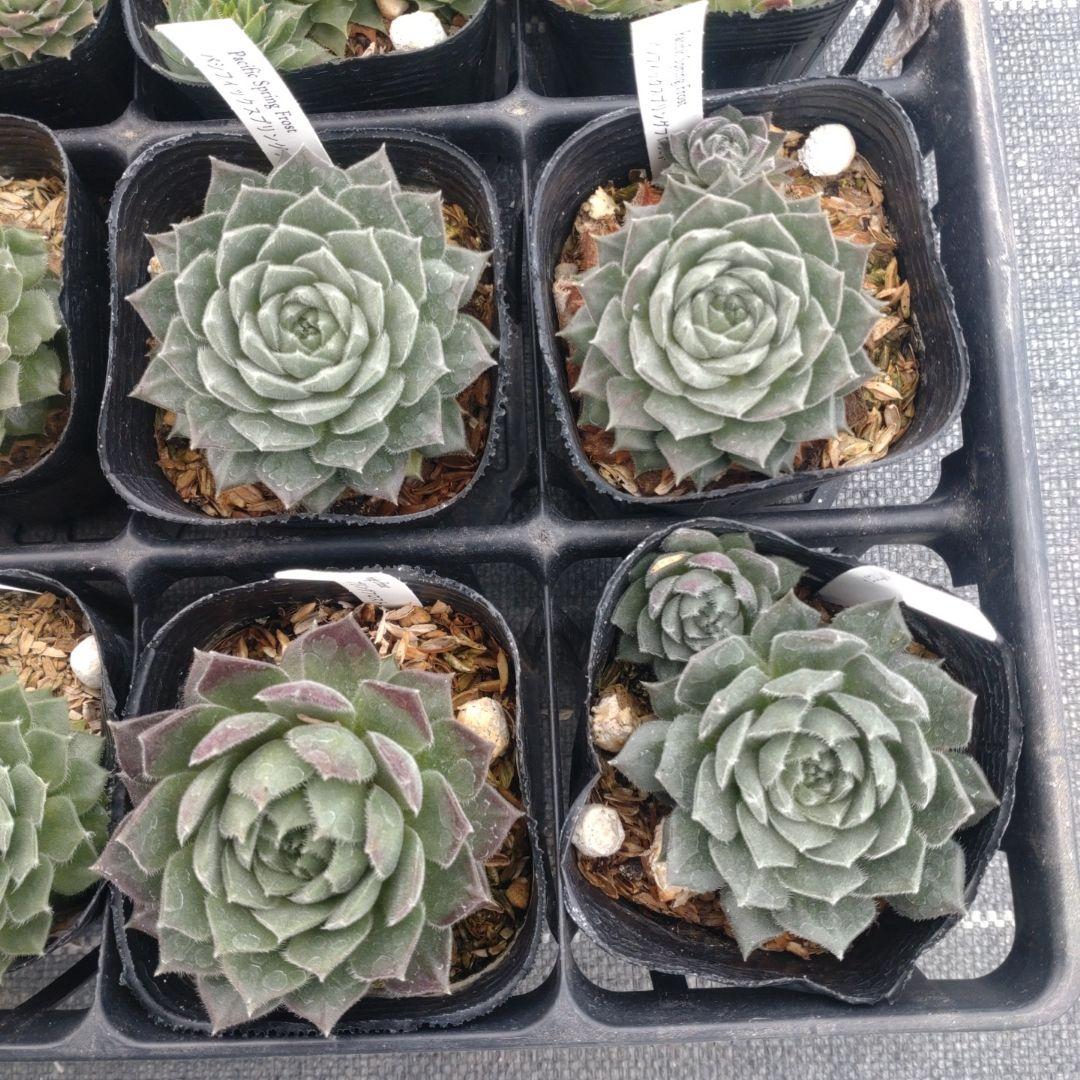 1ポット410円〜 センペルビウム26年1月 その8