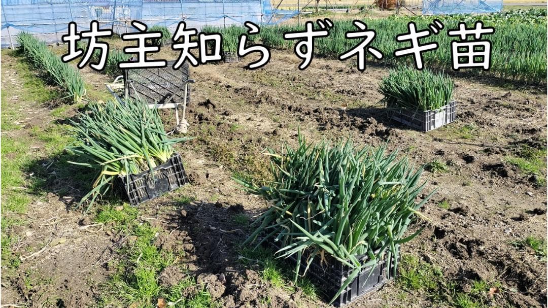 ぼうずしらずねぎ苗　80本（畑での生育が良い様に、根と葉を沢山残して発送します）