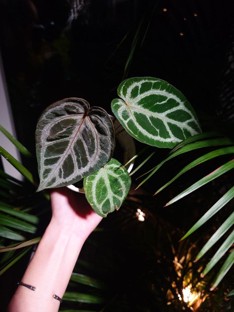 その他観葉植物 Anthurium 'SKG Silver'x Red Crystallinum