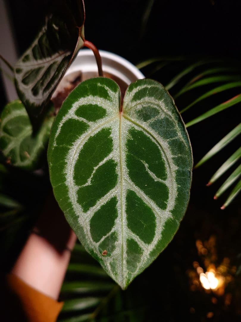 その他観葉植物 Anthurium 'SKG Silver'x Red Crystallinum