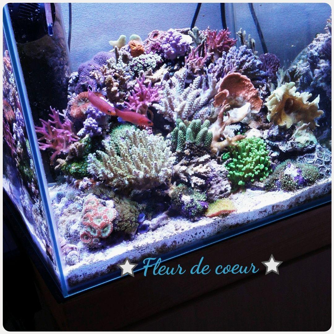 えむえすオーダーページ