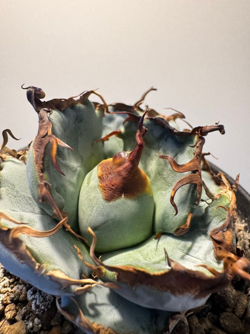 アガベ オアハカ実生 青葉