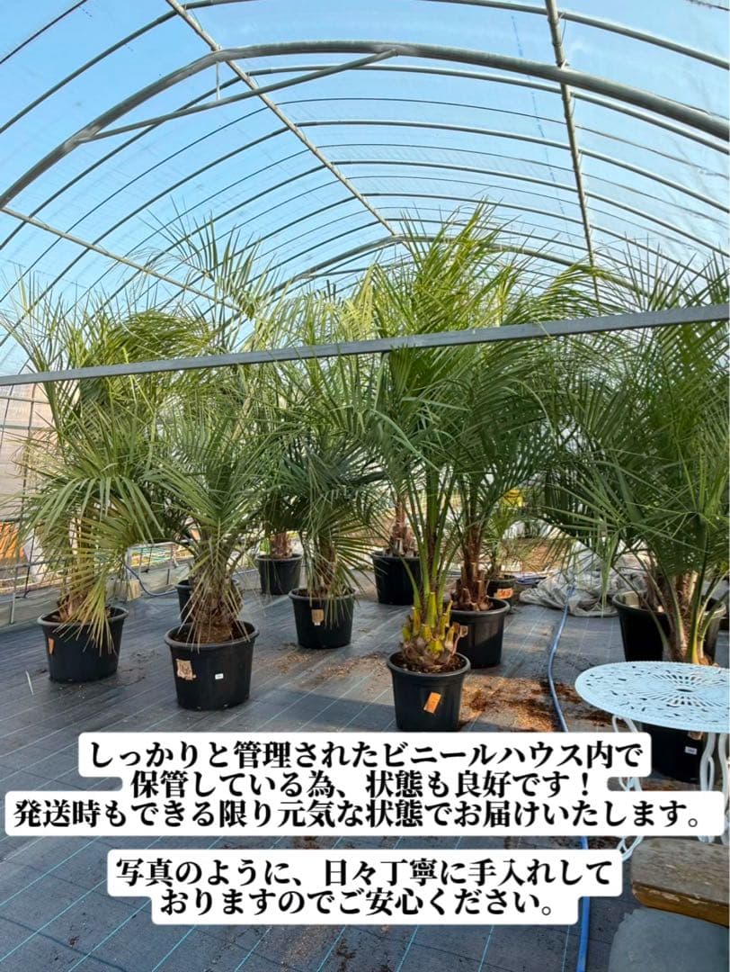 ココスヤシシルバーリーフ 【極太】葉先200cm 幹回り130cm 幹高50cm