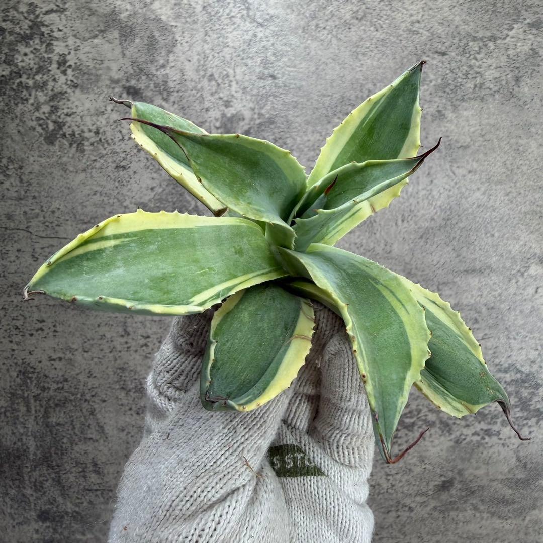 ゆ*ー様 【アガベ オバティフォリア“オルカ”】地植え/-18℃まで/極上　L2