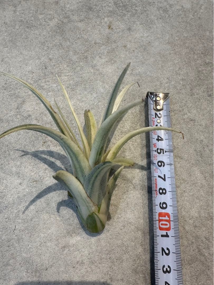 Tillandsia ‘Deborah Ann’（デボラアン）