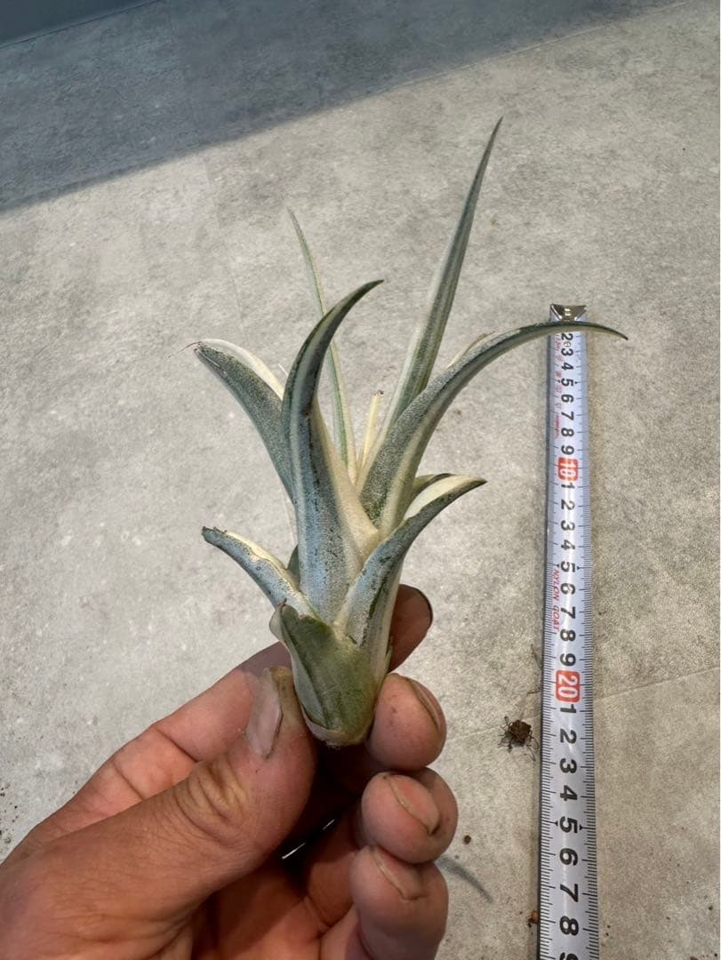 Tillandsia ‘Deborah Ann’（デボラアン）