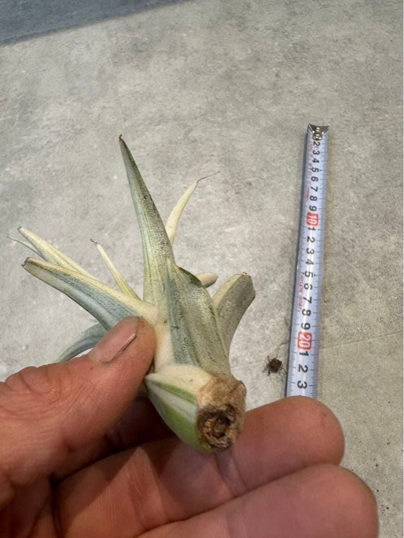 Tillandsia ‘Deborah Ann’（デボラアン）